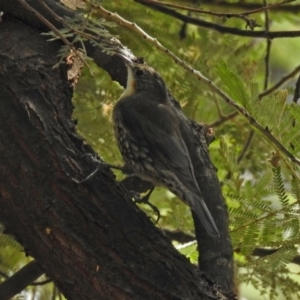 Cormobates leucophaea at Acton, ACT - 28 Feb 2019