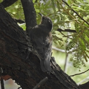 Cormobates leucophaea at Acton, ACT - 28 Feb 2019