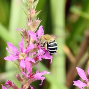 Amegilla (Zonamegilla) asserta at Acton, ACT - 28 Feb 2019