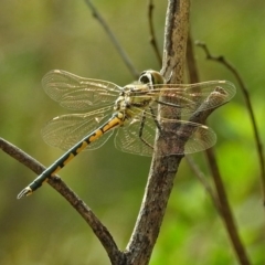 Hemicordulia tau (Tau Emerald) at Hackett, ACT - 28 Feb 2019 by RodDeb