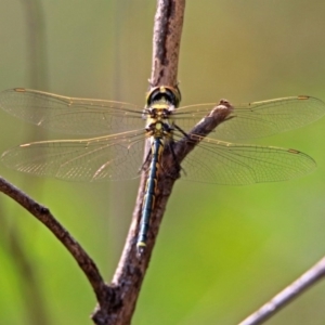 Hemicordulia tau at Hackett, ACT - 28 Feb 2019 12:11 PM