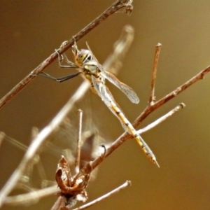 Hemicordulia tau at Hackett, ACT - 28 Feb 2019 12:11 PM