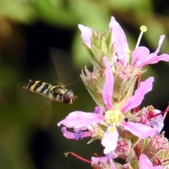 Syrphini sp. (tribe) (Unidentified syrphine hover fly) at Acton, ACT - 28 Feb 2019 by RodDeb