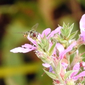 Syrphini sp. (tribe) at Acton, ACT - 28 Feb 2019