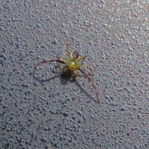 Australomisidia pilula at Acton, ACT - 28 Feb 2019 09:49 AM