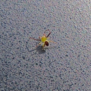 Australomisidia pilula at Acton, ACT - 28 Feb 2019 09:49 AM