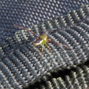 Australomisidia pilula at Acton, ACT - 28 Feb 2019 09:49 AM
