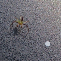 Australomisidia pilula at Acton, ACT - 28 Feb 2019 09:49 AM