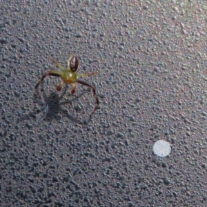 Australomisidia pilula at Acton, ACT - 28 Feb 2019 09:49 AM