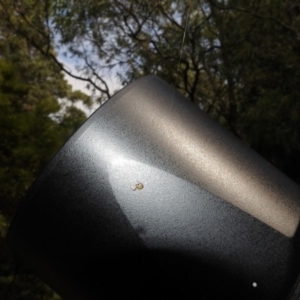Australomisidia pilula at Acton, ACT - 28 Feb 2019 09:49 AM