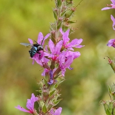 Thyreus nitidulus (Neon cuckoo bee) at Acton, ACT - 28 Feb 2019 by RodDeb