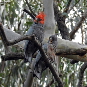 Callocephalon fimbriatum at Acton, ACT - suppressed