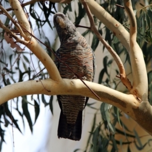 Callocephalon fimbriatum at Acton, ACT - suppressed