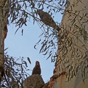 Callocephalon fimbriatum at Acton, ACT - suppressed