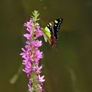 Graphium macleayanum at Acton, ACT - 28 Feb 2019