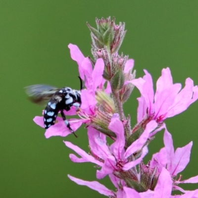 Thyreus caeruleopunctatus (Chequered cuckoo bee) at Acton, ACT - 28 Feb 2019 by RodDeb