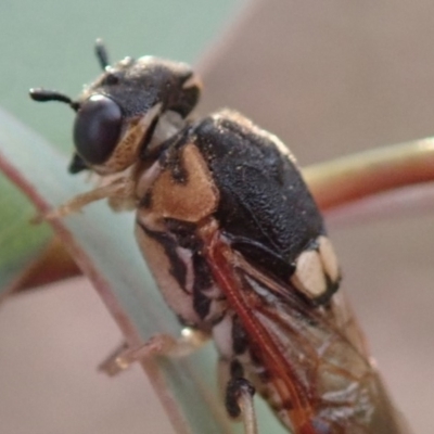 Pergidae sp. (family) (Unidentified Sawfly) at Fraser, ACT - 1 Mar 2019 by Laserchemisty