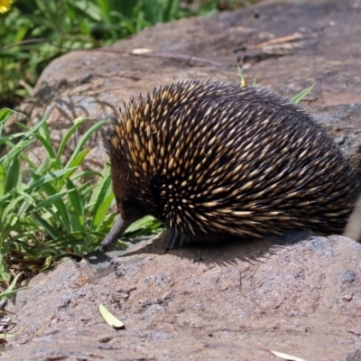 Tachyglossus aculeatus (Short-beaked Echidna) at Acton, ACT - 28 Feb 2019 by RodDeb