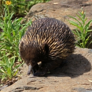 Tachyglossus aculeatus at Acton, ACT - 28 Feb 2019 12:41 PM