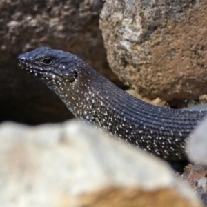 Egernia cunninghami at Cotter River, ACT - 25 Feb 2019