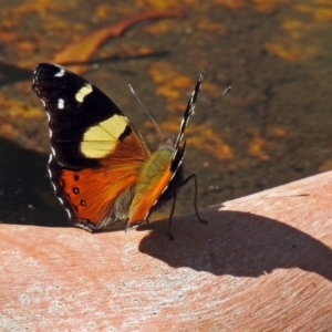 Vanessa itea at Paddys River, ACT - 25 Feb 2019 12:23 PM