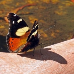 Vanessa itea at Paddys River, ACT - 25 Feb 2019 12:23 PM