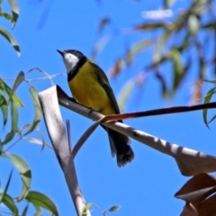 Pachycephala pectoralis (Golden Whistler) at Paddys River, ACT - 25 Feb 2019 by RodDeb