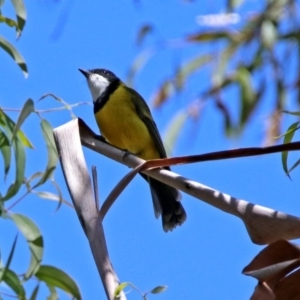 Pachycephala pectoralis at Paddys River, ACT - 25 Feb 2019 11:54 AM