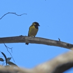 Pachycephala pectoralis at Paddys River, ACT - 25 Feb 2019 11:54 AM