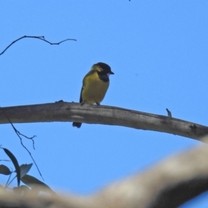 Pachycephala pectoralis at Paddys River, ACT - 25 Feb 2019 11:54 AM