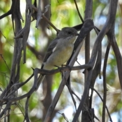 Pachycephala pectoralis at Paddys River, ACT - 25 Feb 2019 11:54 AM