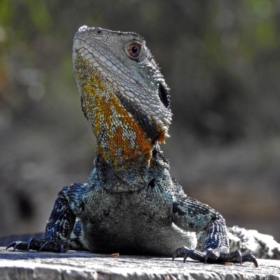 Intellagama lesueurii howittii (Gippsland Water Dragon) at Gibraltar Pines - 25 Feb 2019 by RodDeb