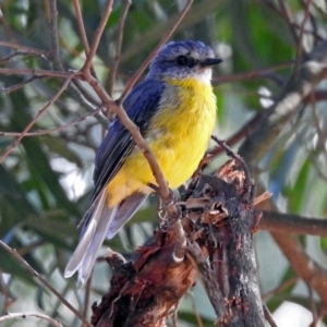 Eopsaltria australis at Paddys River, ACT - 25 Feb 2019