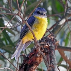 Eopsaltria australis at Paddys River, ACT - 25 Feb 2019