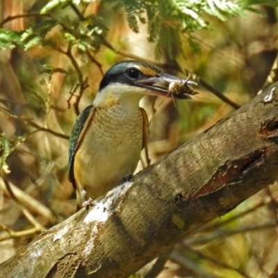 Todiramphus sanctus (Sacred Kingfisher) at Gibraltar Pines - 25 Feb 2019 by RodDeb