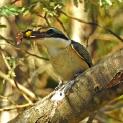 Todiramphus sanctus at Paddys River, ACT - 25 Feb 2019