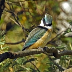 Todiramphus sanctus at Paddys River, ACT - 25 Feb 2019