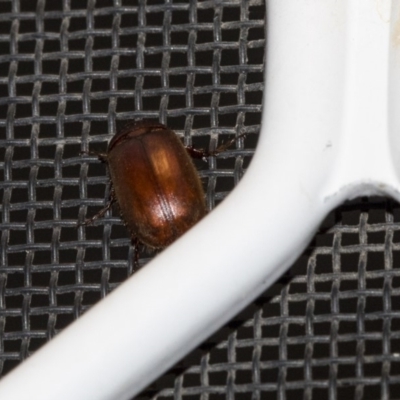 Melolonthinae sp. (subfamily) (Cockchafer) at Scullin, ACT - 15 Dec 2018 by Alison Milton