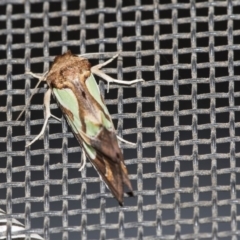 Cosmodes elegans (Green Blotched Moth) at Higgins, ACT - 15 Dec 2018 by AlisonMilton