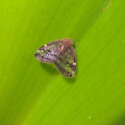 Scolypopa australis (Passionvine hopper, Fluffy bum) at Acton, ACT - 27 Feb 2019 by RodDeb