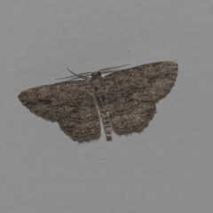 Ectropis (genus) (An engrailed moth) at Higgins, ACT - 1 Mar 2019 by AlisonMilton