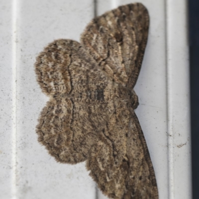 Ectropis excursaria (Common Bark Moth) at Higgins, ACT - 15 Dec 2018 by AlisonMilton