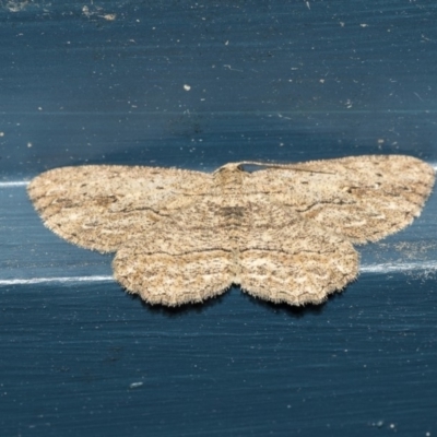 Ectropis excursaria (Common Bark Moth) at Higgins, ACT - 15 Dec 2018 by Alison Milton