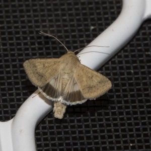 Helicoverpa punctigera at Higgins, ACT - 15 Dec 2018