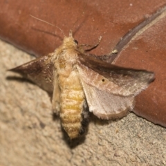 Doratifera quadriguttata and casta at Higgins, ACT - 15 Dec 2018