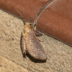 Doratifera quadriguttata and casta at Higgins, ACT - 15 Dec 2018 09:54 PM