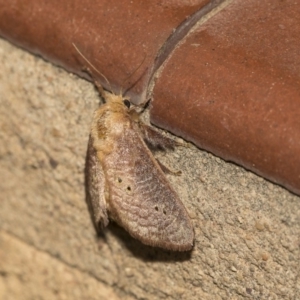 Doratifera quadriguttata and casta at Higgins, ACT - 15 Dec 2018