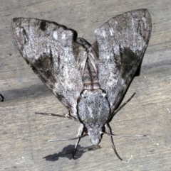 Psilogramma casuarinae (Privet Hawk Moth) at Rosedale, NSW - 25 Feb 2019 by jbromilow50
