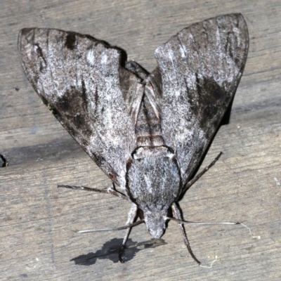 Psilogramma casuarinae (Privet Hawk Moth) at Rosedale, NSW - 25 Feb 2019 by jbromilow50
