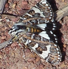 Apina callisto (Pasture Day Moth) at Amaroo, ACT - 25 Apr 2006 by jackQ